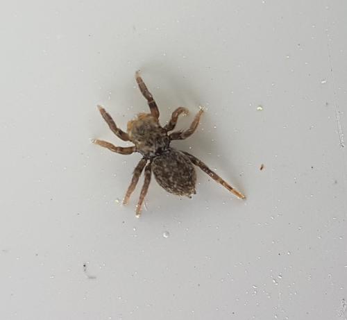 Euophrys herbigrada